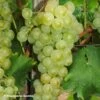 Vigne Muscat Petits Grains -Amarillis Boutique Vigne Muscat a Petits grains 89675 1