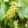 Vigne Riesling - Vitis Vinifera -Amarillis Boutique Vigne Riesling 86453 1