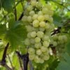 Vigne Fanny -Amarillis Boutique Vigne Vitis vinifera Fanny copyright 1005262 1