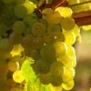 Vigne Exalta -Amarillis Boutique Vitis vinifera Exalta copyright 1010571 1