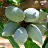 Amandier All In One - Prunus Dulcis -Amarillis Boutique amandier all in one 70046 1