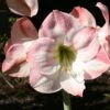 Amaryllis Apple Blossom -Amarillis Boutique amaryllis apple blossom 56963 1
