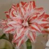 Amaryllis Double Dancing Queen 1 Amaryllis Double Dancing Queen -Amarillis Boutique amaryllis double dancing queen 56962 1