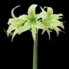 Amaryllis Evergreen -Amarillis Boutique amaryllis evergreen 56967 1