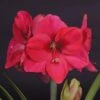 Amaryllis Lagoon 1 Amaryllis Lagoon -Amarillis Boutique amaryllis lagoon 56701 1