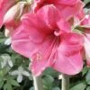 Amaryllis Pink Surprise -Amarillis Boutique amaryllis pink sensation 56961 1
