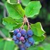 Amelanchier Alnifolia Saskatoon Berry 2 Amelanchier Alnifolia Saskatoon Berry -Amarillis Boutique amelanchier alnifolia saskatoon berry 85479 1