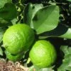 Grand Citron Vert - Citrus Latifolia -Amarillis Boutique citrus latifolia 16217 1