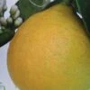 Citronnier - Citrus Limon Adamo -Amarillis Boutique citrus limon adamo 87036 1