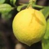 Citronnier - Citrus Limon Cerza -Amarillis Boutique citrus limon cerza
