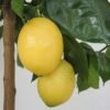 Citronnier - Citrus Limon Lemox -Amarillis Boutique citrus limon lemox 87039 1