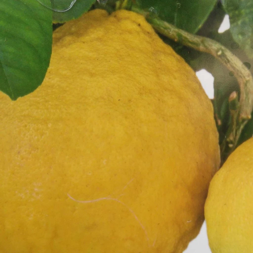 Citrus Lipo - Citrus Limon X Citrus Paradisi 3 Citrus Lipo - Citrus Limon X Citrus Paradisi