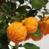 Oranger Corrugata - Citrus Sinensis X Aurantium -Amarillis Boutique citrus sinensis x aurantium 87044 4