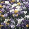 Collection 100 Crocus Grandes Fleurs Mammouth -Amarillis Boutique collection crocus grandes fleurs 53971 1