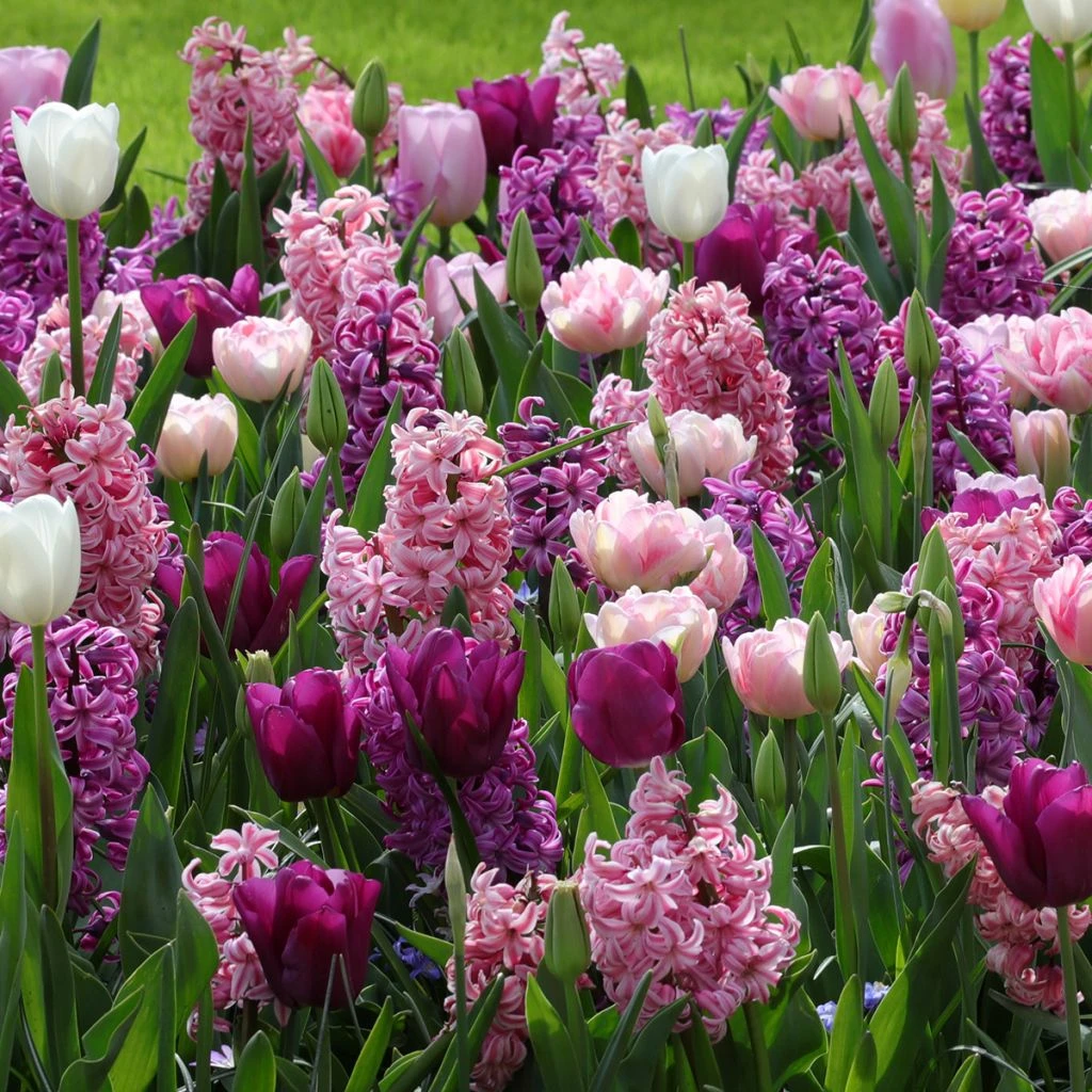 Collection Harmonie Romantique 3 Collection Harmonie Romantique