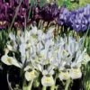 Collection 90 Iris Miniatures -Amarillis Boutique collection iris miniature 83490 1