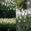 Collection 2 Mois De Tulipes Blanches -Amarillis Boutique collection tulipes blanches 68234 1