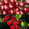 Duo Pollinisateur De Cerisiers En Demi Tige Pour Grands Espaces