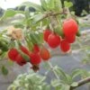 Goji Gojidelys - Lycium Barbarum -Amarillis Boutique gojidelys 16718 2