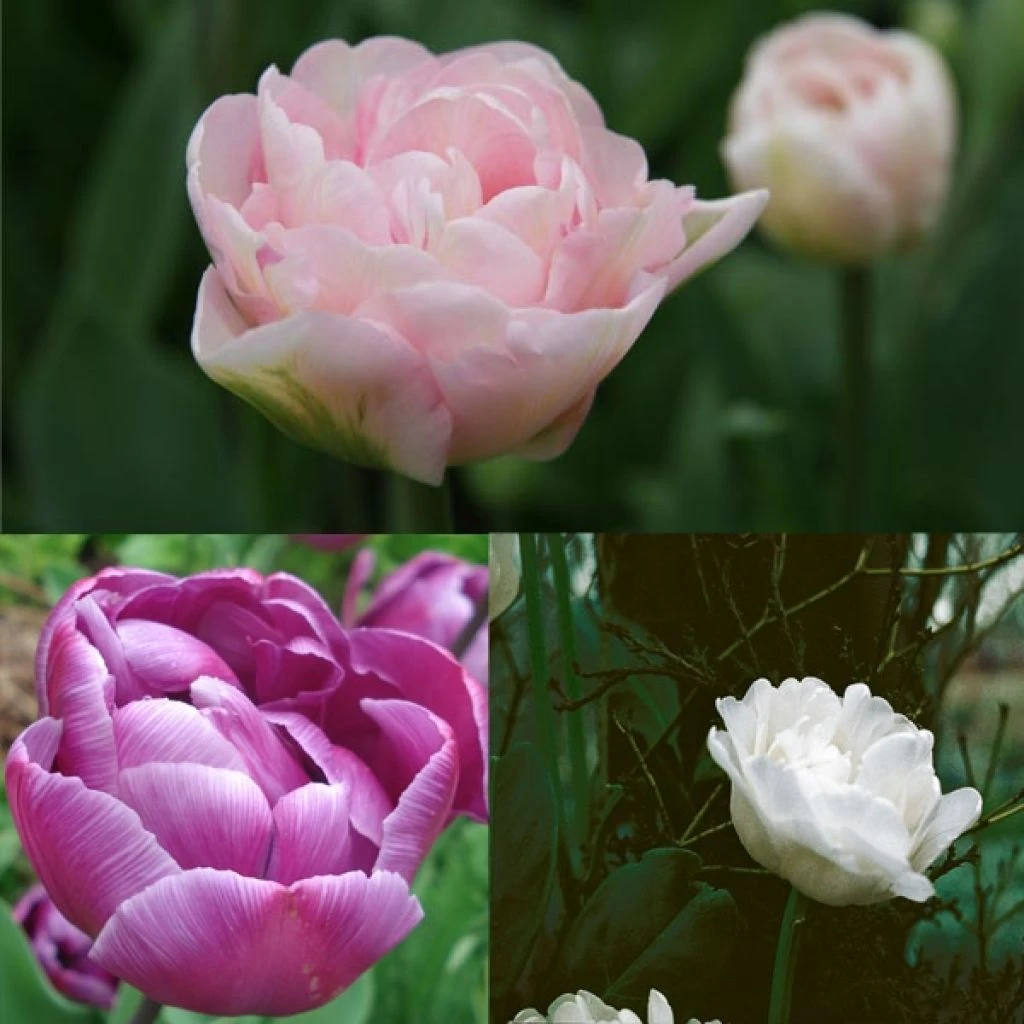 Harmonie Belles De Mai 3 Harmonie Belles De Mai