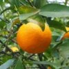 Oranger - Citrus Sinensis - Agrumes -Amarillis Boutique oranger