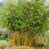 Bambou Jaune - Phyllostachys Aureosulcata Aureocaulis -Amarillis Boutique phyllostachys aureosulcata aureocaulis 7816702 1