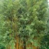 Phyllostachys Vivax Aureocaulis - Bambou Géant -Amarillis Boutique phyllostachys vivax aureocaulis 84917 1