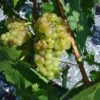Vigne Muscat Champion -Amarillis Boutique vigne vitis Muscat blanc 771563 1