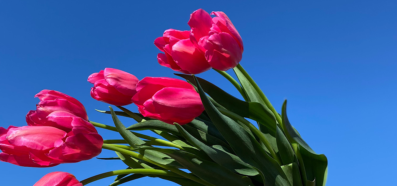 Amarillis Boutique -Amarillis Boutique article fleur tulipes