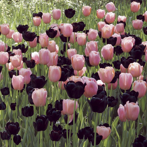 Amarillis Boutique 5 Amarillis Boutique -Amarillis Boutique harmonie coucher de soleil 63726 1