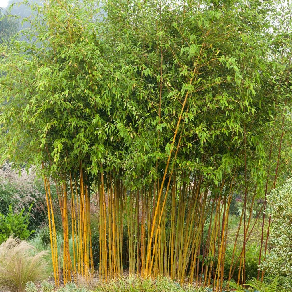 Amarillis Boutique -Amarillis Boutique phyllostachys aureosulcata aureocaulis 7816702 1